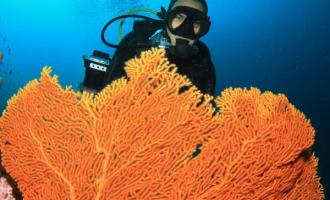 Cozumel Dive & Drive