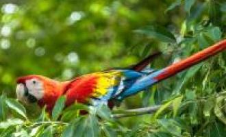 Leisurely Rainforest Experience and Miraflores Locks