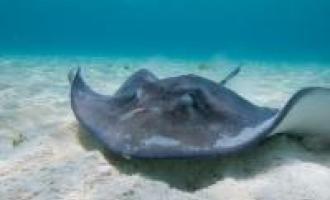 Stingray City and Two Snorkel Stops
