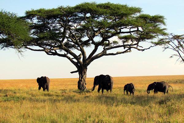 Elephants in Africa