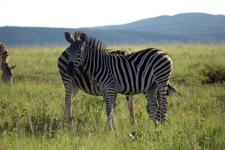 Swaziland, Africa 