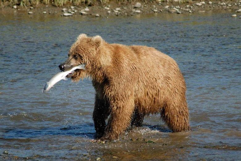 Alaska Bear