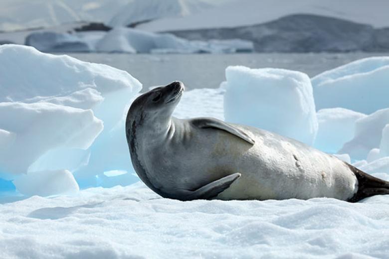 Pleneau Bay, Antarctica