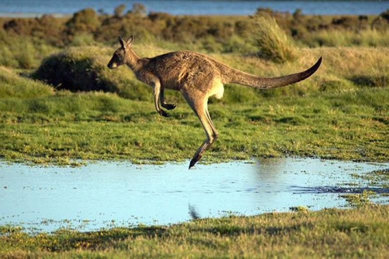 Kangaroo in Australia