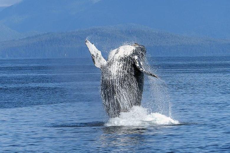 Whale Watching in Australia 