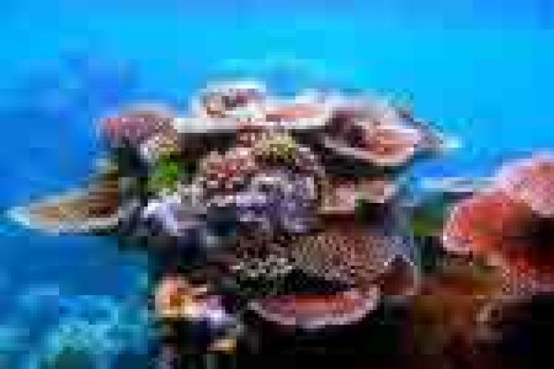 Life in the Sea, Australia 