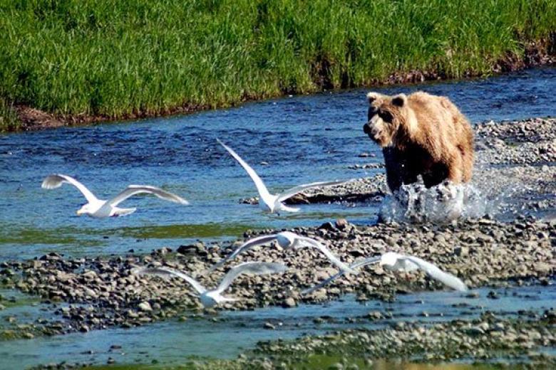 Bear in Alaska