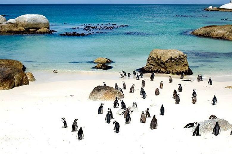 Boulders Beach, Africa