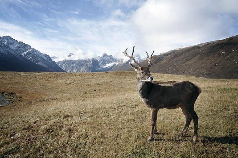 Deer in Alaska