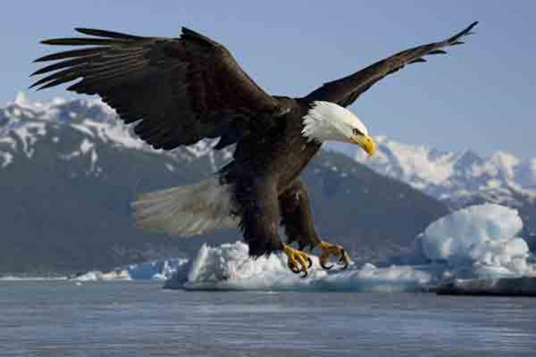 Eagle in Alaska