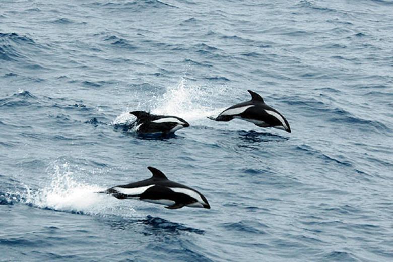 Hourglass Dolphin, Antarctica