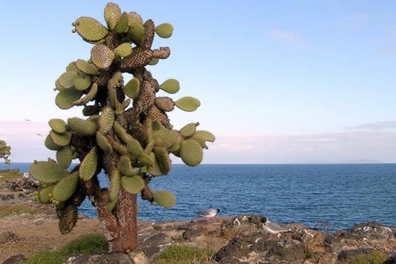 Santa Fe Island, Galapagos Islands 