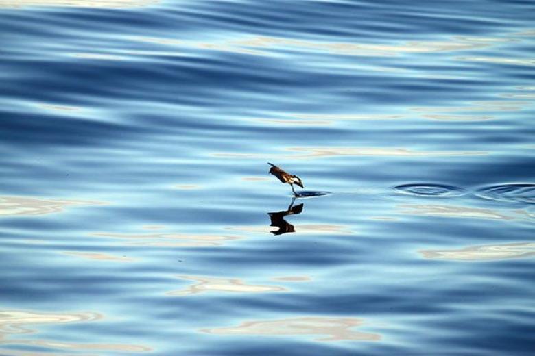 Bird in Galapagos Islands 
