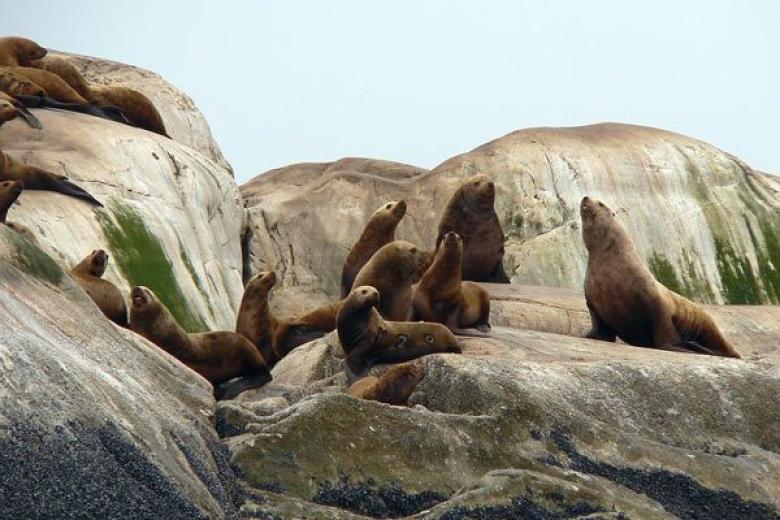Seward Sea Lion