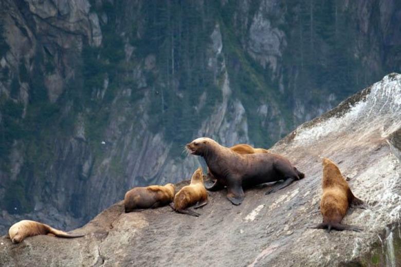 Seward Sea Lion
