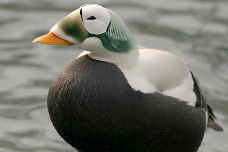 Spectacled Eider