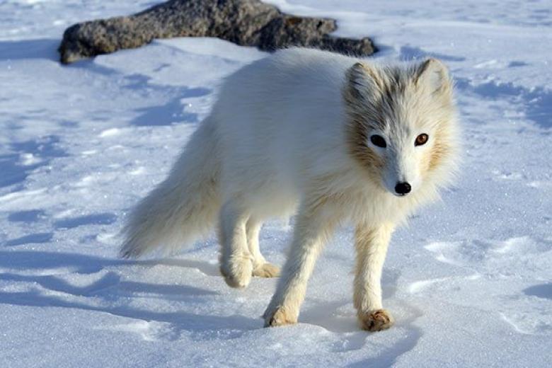 Arctic Fox