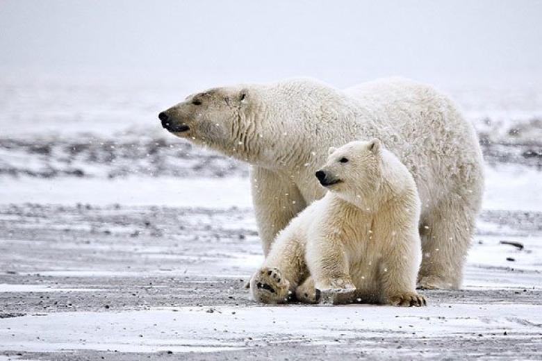 Polar Bears in Arctic 