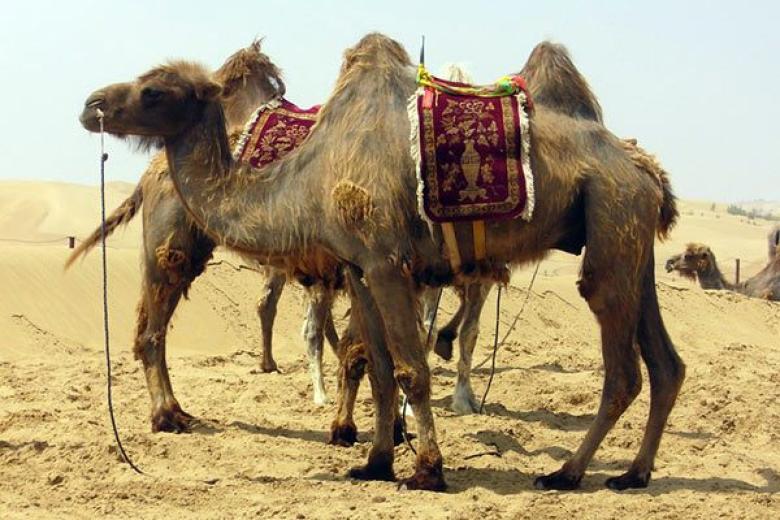 Camels in Egypt