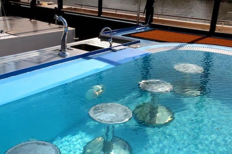 AmaWaterways - AmaCerto Swim Up Bar